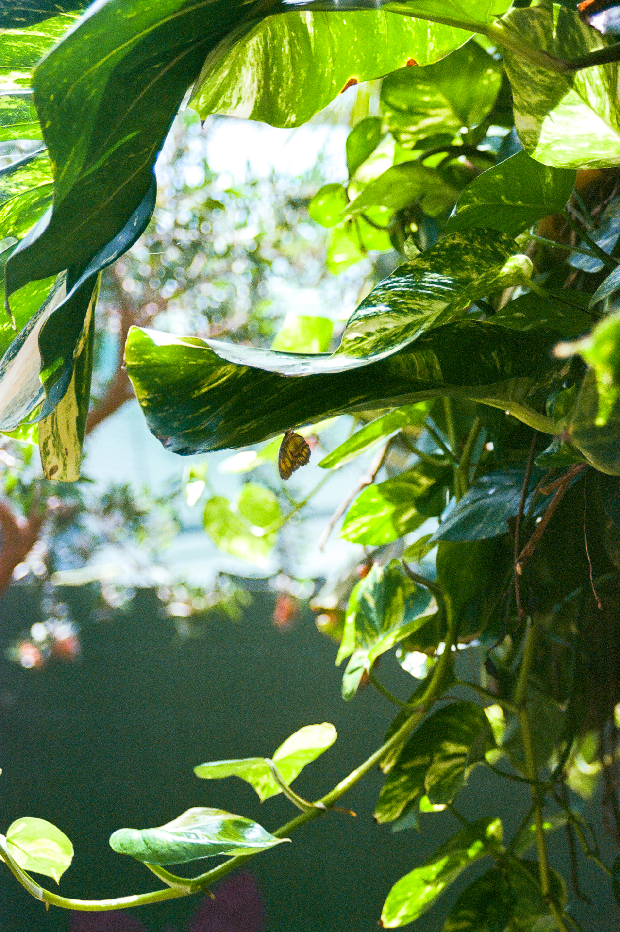 london family film photographer kew childrens photography